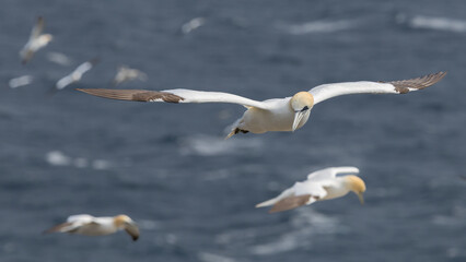 The Northern Gannet at Cape st Mary Newfoundland.