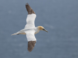 The Northern Gannet at Cape st Mary Newfoundland.