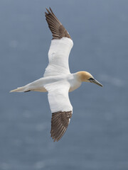 The Northern Gannet at Cape st Mary Newfoundland.