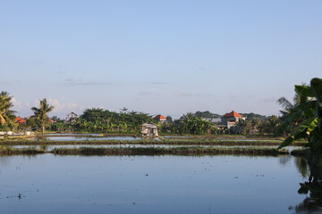 Picturesque view of paddy field on sunny day