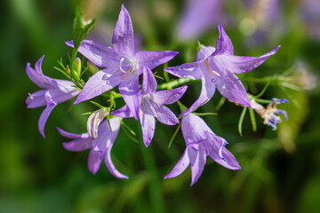 campanule raiponce