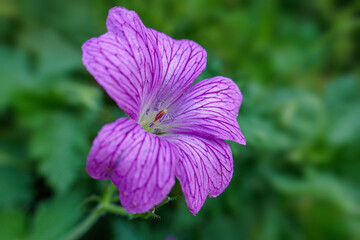 G&eacute;ranium rose clair, G&eacute;ranium d'Endress sauvage