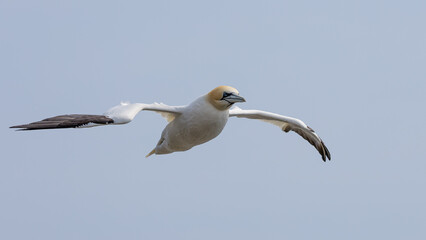 The Northern Gannet taken at Cape St Mary at Newfoundland Canada.