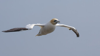 The Northern Gannet taken at Cape St Mary at Newfoundland Canada.