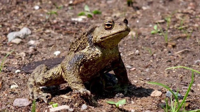 An earthen toad in the sand.