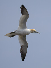 The Northern Gannet taken at Cape St Mary at Newfoundland Canada.