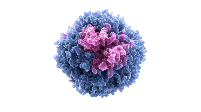 Genetically modified car t cells are attacking a cancer cell in immunotherapy, showing the process of recognizing and destroying harmful cells with transparent background