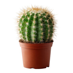 A vibrant cactus in a terracotta pot, showcasing its unique spines and rounded shape, perfect for adding a touch of greenery to any space. Ideal for indoor and outdoor decor.