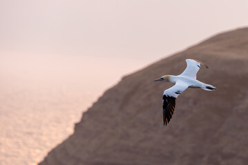 The Northern Gannet taken at Cape St Mary at Newfoundland Canada.