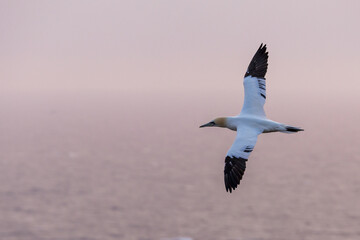 The Northern Gannet taken at Cape St Mary at Newfoundland Canada.