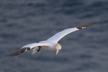 The Northern Gannet taken at Cape St Mary at Newfoundland Canada.