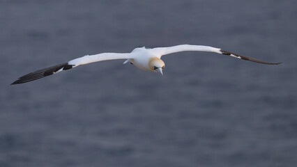 The Northern Gannet taken at Cape St Mary at Newfoundland Canada.