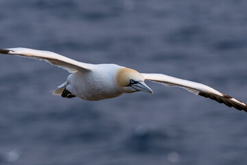 The Northern Gannet taken at Cape St Mary at Newfoundland Canada.