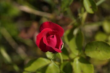 red valentine rose