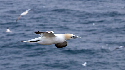 The Northern Gannet taken at Cape St Mary at Newfoundland Canada.