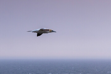 The Northern Gannet taken at Cape St Mary at Newfoundland Canada.
