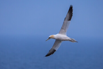 The Northern Gannet taken at Cape St Mary at Newfoundland Canada.