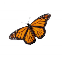 Fototapeta premium A vibrant Monarch butterfly with striking orange and black wings, perched elegantly with open wings, showcasing its intricate patterns against a white isolated background.