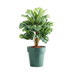 A vibrant potted plant with lush green leaves, perfect for enhancing indoor spaces or as part of home decor. Ideal for bringing a touch of nature indoors.