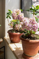 Flower (Hydrángea) in a pot on a windowsill