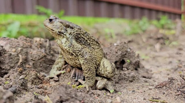 An earthen toad in an open area