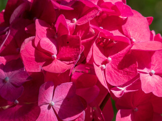 Vibrant Close-Up of Bright Pink Hydrangea Macrophylla Blossoms