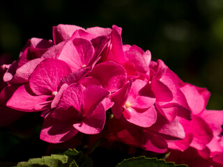 Rich Fuchsia Pink Hydrangea Macrophylla Blossoming in Dark Shade