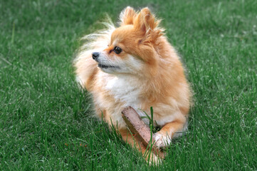 Pomeranian Spitz, pomchi lying on the lawn playing with a found stick. A dog in a natural environment