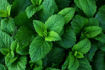 Melissa plant. Lemon balm in the garden. Countryside nature. Organic agriculture.