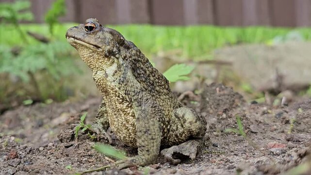 An earthen toad in an open area close-up.