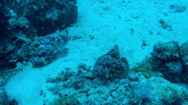 coral reef with scorpionfish underwater