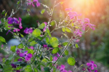 Green lunaria plant in the garden. The second year of the plant's development. Lunaria flowers and fruits. Lunaria annua, called honestia or annual honestia