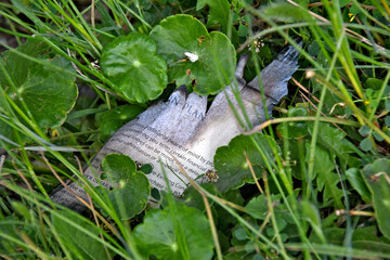 Book page being overgrown by vegetation, a metaphor for censorship 