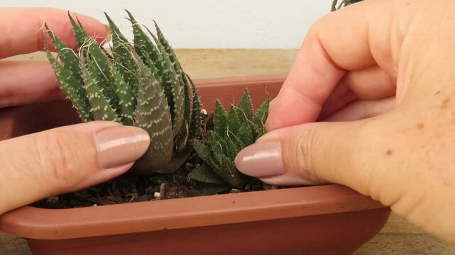 Video closeup of woman hands planting aloe aristata plants in a brown plastic pot over rustic wooden surface. Woman hands planting lace aloe plants. Gardening concept.