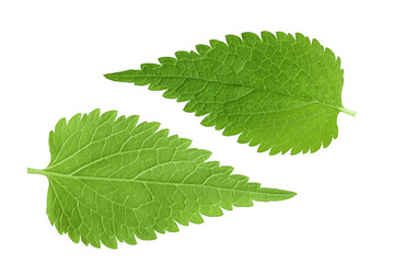 Nettle leaf isolated on white background. Top view. Flat lay