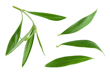 Olive green leaves isolated on white background. Top view. Flat lay.