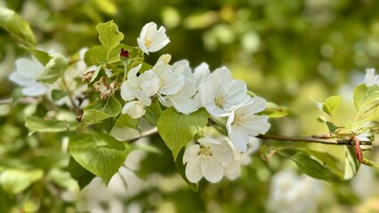 White blossoms of a blooming apple tree in spring against a blue sky on a sunny day outdoors. Close-up