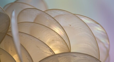 Capiz Shell Abstract: Delicate Overlap - Translucent capiz shells create a visually stunning abstract pattern. Symbolizing elegance, fragility, nature's artistry, light, and texture