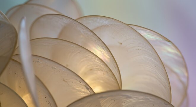 Capiz Shell Abstract: Delicate Overlap - Translucent capiz shells create a visually stunning abstract pattern. Symbolizing elegance, fragility, nature's artistry, light, and texture