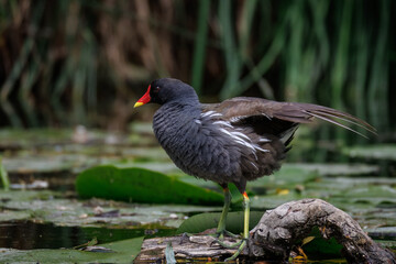 An adult Common Moorhen stands on a wooden log in the water and rests its wings, perpendicular to the camera lens, on a sunny summer day.