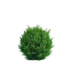 Vibrant green shrub isolated on a white background, showcasing a lush and healthy appearance, perfect for garden design and nature-themed projects.