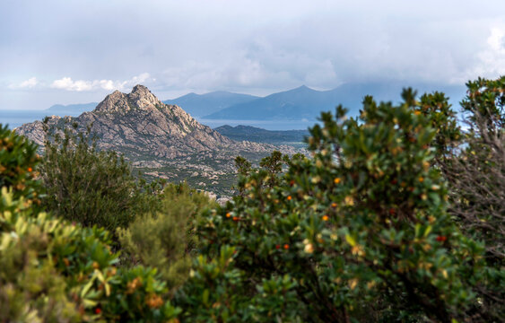 Le maquis corse en hiver &agrave; Santo Pietro di Tenda, Corse, France