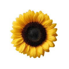 Fototapeta premium Vibrant sunflower with bright yellow petals and a dark center, showcasing its unique natural beauty against a white isolated background.