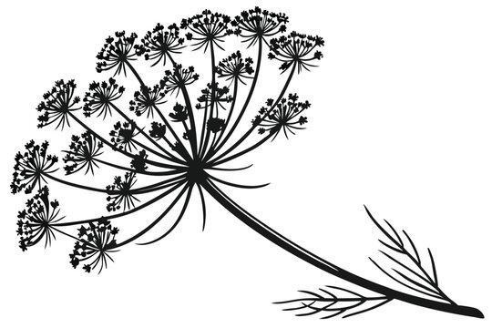 black dill flower on white background clip art preview