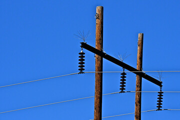 Bird spikes on electrical transmission lines prevent perching by birds 
