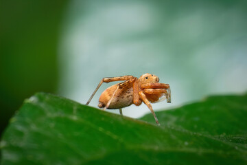 Side Profile Macro Photograph of a Hairy Jumping Spider on a Green Leaf – Detailed Close-Up in Natural Outdoor Light