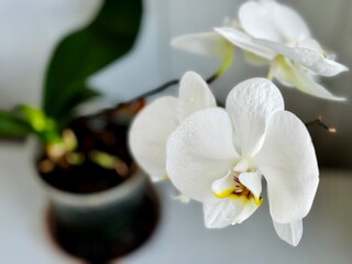 white orchid flower in pot