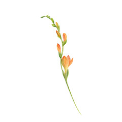 Freesia flower hand drawn watercolor illustrations. Orange flowers and buds isolated on white background. Elements for wedding invitations, greeting cards