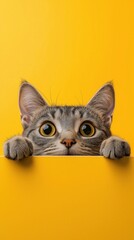 Gray tabby cat peering over a yellow background with curious eyes in a playful moment