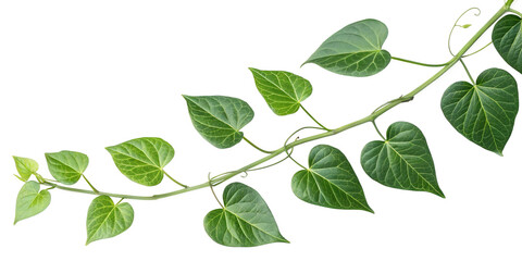 Fototapeta premium Green Heart-Shaped Vine